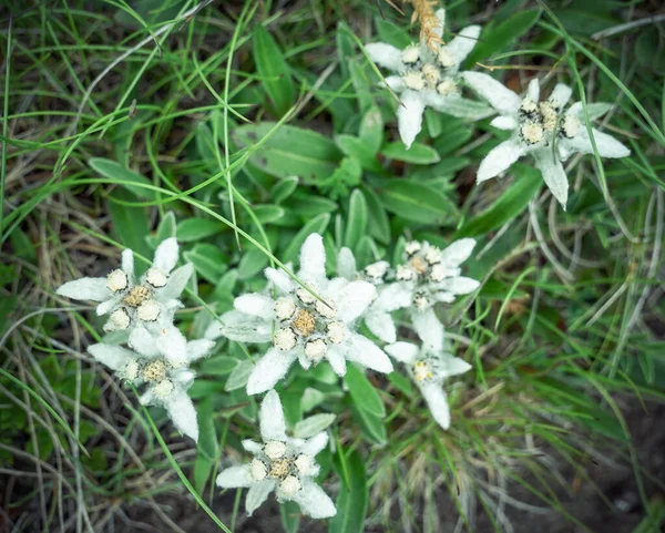 Mnoho Horských Alpských Květin Leontopodium Alpinum Edelweiss Bucegi Mountains Rumunsko — Stock fotografie