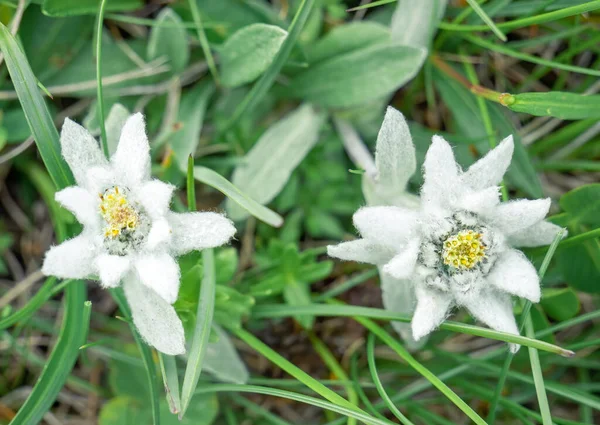 Két Hegyi Alpesi Virág Leontopodium Alpinum Edelweiss Bucegi Hegységben Romániában — Stock Fotó