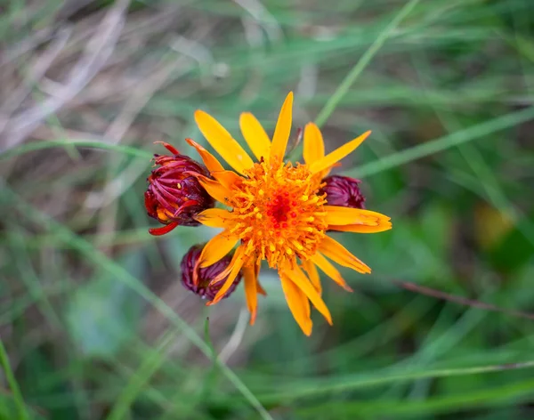 Detailní Záběr Tephroseris Integrifolia Polní Fleawort Oranžový Květ Karpatech Rumunsko — Stock fotografie