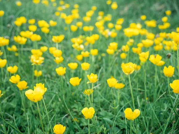 Ranunculus Auricomus Montanus Riccioli Oro Ranuncolo Piccolo Campo Fiori Gialli — Foto Stock