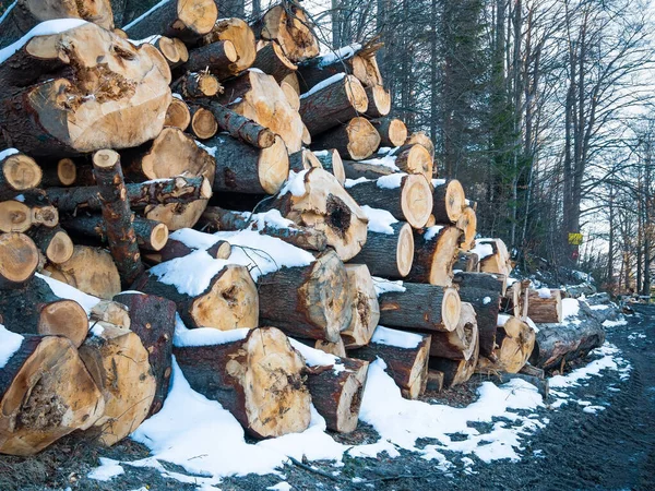Срубите Лесу Кучу Бревен Пней Концепция Незаконной Вырубки Лесов Румынии — стоковое фото