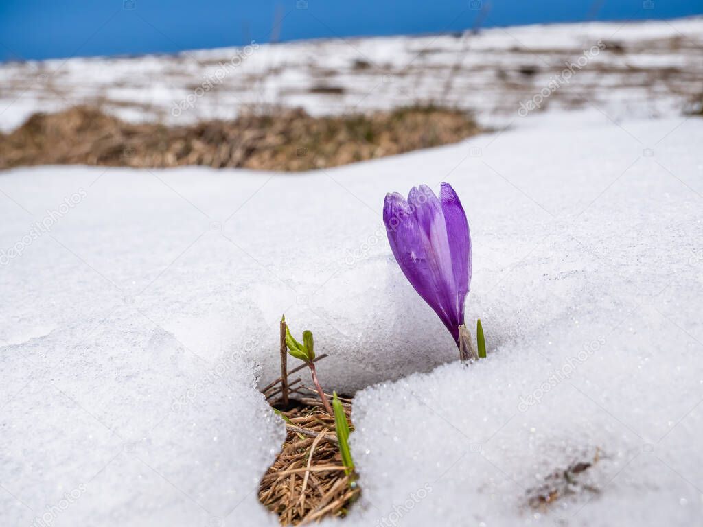 Crocus heuffelianus or Crocus vernus (spring crocus, giant crocus) purple flower blooming through the snow