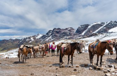 Cusco, Peru - 21 Mart 2025: Gökkuşağı Dağı yolu boyunca turistler için eyerli atlar hazır.