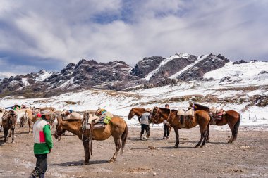 Cusco, Peru - 21 Mart 2025: Gökkuşağı Dağı yolu boyunca turistler için eyerli atlar hazır.