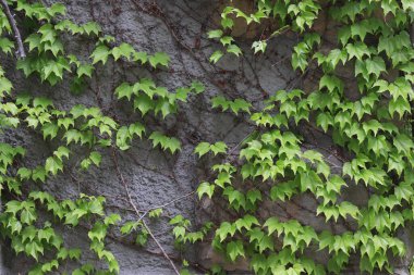 Duvarın arka planında yeşil yapraklar büyüyor