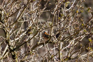 Ağacın boş dallarında kamufle olmuş bir kuş..
