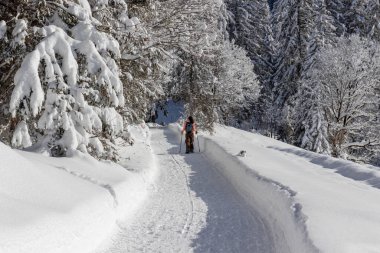 Woman hiking into litte winter forest along footpath carved into deep snow