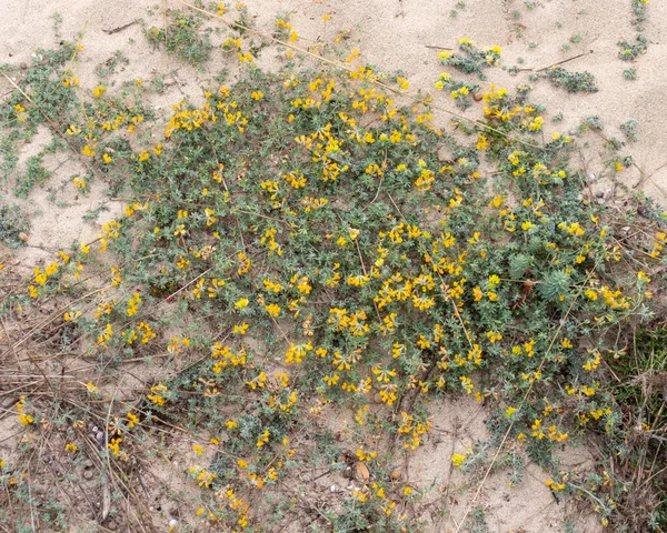 Hippocrepis balearica крупным планом из желтого цветка, растущего в песчаных дюнах пляжа Cala mesquida на Майорке Стоковое Фото