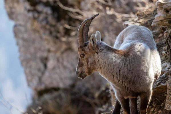 Alpejski ibex Capra ibex na skałach. Jest również znany jako steinbock lub bouquetin. — Zdjęcie stockowe