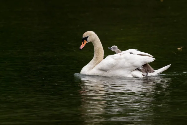 Cygnets ya da Bebek Kuğular annelerin sırtında