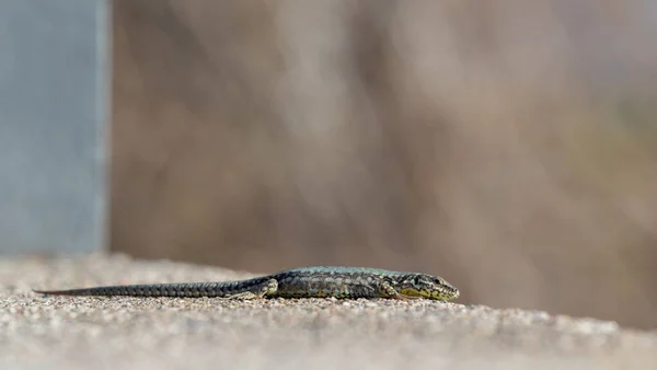 Liten ödla på stenig yta närbild ticino — Stockfoto