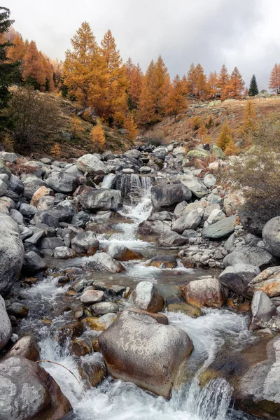 Otoño o caída de color Alerce con poco arroyo o río que pasa sobre rocas. Fondo idílico del bosque de otoño o otoño —  Fotos de Stock