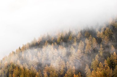 Sonbahar ya da Sonbahar Larch Ormanı yoğun sis altında gizemli mevsimsel ürkütücü bir hava yaratıyor.,