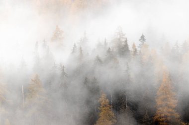 Sonbahar ya da Sonbahar Larch Ormanı yoğun sis altında gizemli mevsimsel ürkütücü bir hava yaratıyor.,