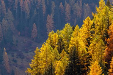 Mevsimlik turuncu renkli tarlaları olan sonbahar ormanı. Loetschental vadisinde ve Wallis, İsviçre 'deki altın karaçam ağaçlarında.