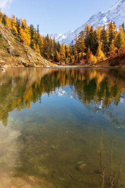 Wallis 'teki Schwarzsee Gölü' ndeki tarla ağacı ormanının ve dağ manzarasının yansıması..