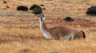 Guanaco turuncu kahverengi çimenlerde kamufle olmuş..