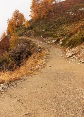 Sonbahar ya da sonbahar, sis ve yürüyüş yolu olan tarla ağaçları loetschental İsviçre 'den geçiyor..