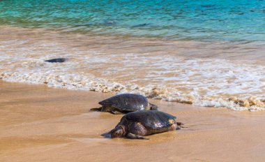 yeşil deniz kaplumbağası Chelonia mydas plajda, Galapagos, Ekvador, Güney Amerika.