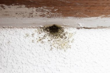 Pencerenin altındaki beyaz duvarda siyah küf, küf veya mantar lekesi var..