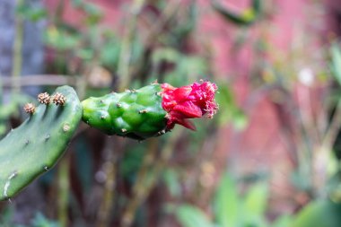 Yeşil bir bitkinin üzerinde açan çarpıcı kırmızı kaktüs çiçeği, doğa ve botanik tasarımlar için mükemmel.
