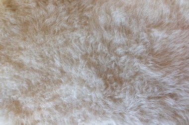 Yumuşak, kabarık lifli bej kürk dokusu sakinleştirici ve dingin bir zemin oluşturuyor.