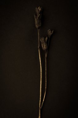 bir koyu arka plan sepya altın rengi tonda bitki