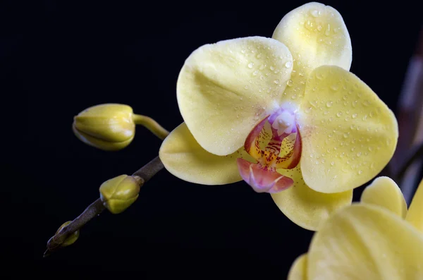 Schöne bunte Blütenorchidee, phalaenopsis. Stockbild