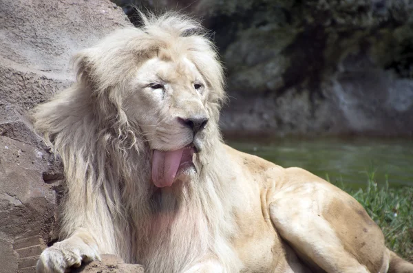 Humorous portrait of a male lion sticking his tongue out — Stock Photo, Image