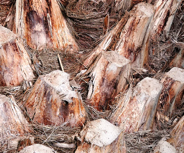 Palm tree trunk background Royalty Free Stock Images