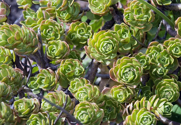 Sappige echeveria rozetten — Stockfoto