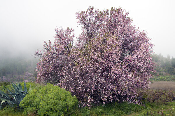 Almond blossom on a foggy day