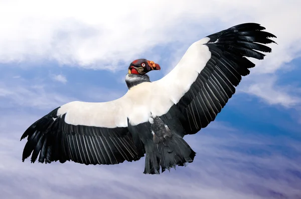 Konungen gam i flykt (Sarcoramphus papa) — Stockfoto