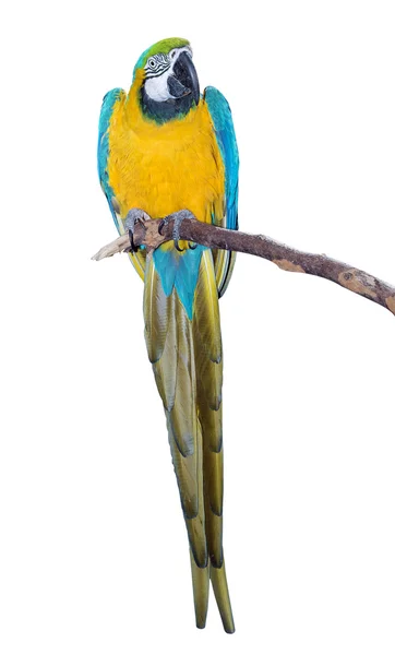 Blå och guld Macaw — Stockfoto