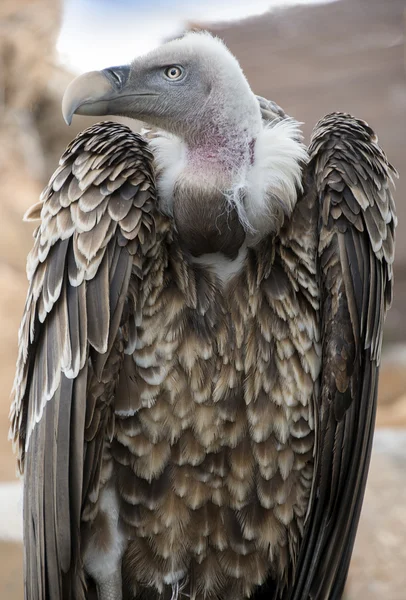 标本的秃鹫，石膏茅 — 图库照片