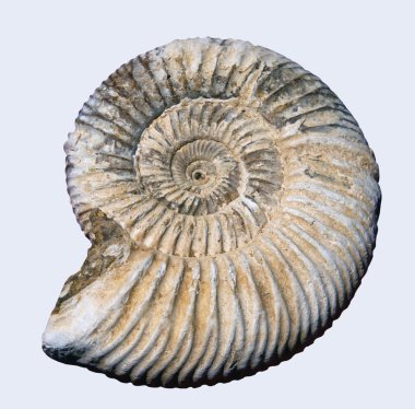 Pirize edilmiş amonit fosili 