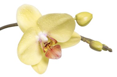 Güzel renkli çiçek orkide phalaenopsis.