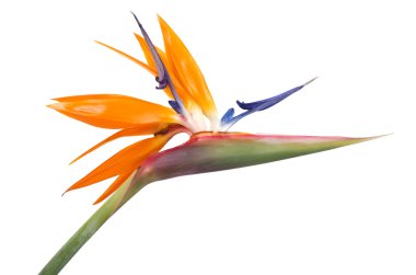 Cennet kuşu çiçeği. 