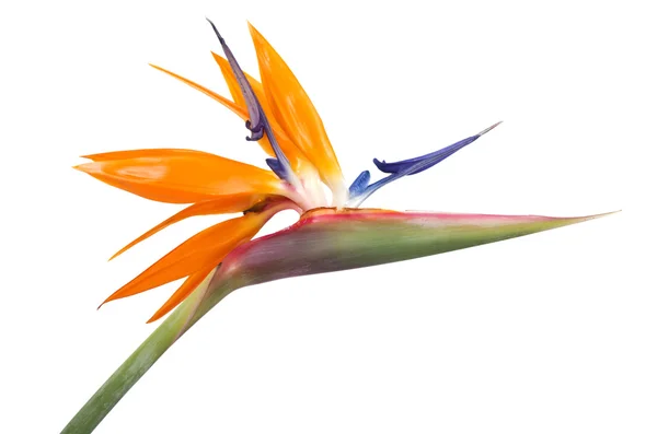 Bird of Paradise Flower — Stock Photo, Image