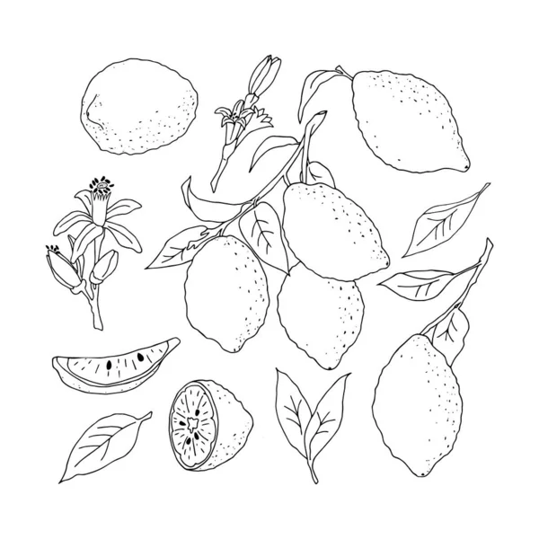 Векторная иллюстрация с изображением лимонов с листьями и цветами. Рисуется руками в стиле каракулей. Дизайн для украшения рецепт, меню, открытка, приглашение, оберточная бумага — стоковый вектор