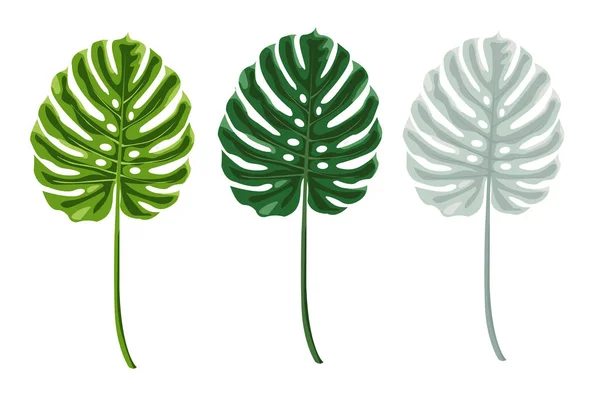 Schöne Handgezeichnete Botanische Vektorillustration Mit Tropischen Monsterblättern Vereinzelt Auf Weißem — Stockvektor