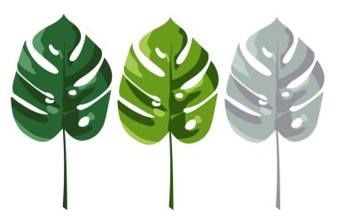 Tropikal canavar yapraklarıyla güzel bir el çizimi botanik vektör çizimi. Beyaz arka planda izole edilmiş. Tebrik kartı, poster, web sitesi için tasarım.