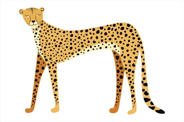 Ilustración vectorial guepardo hermoso, Vista lateral. Gran gato salvaje aislado sobre fondo blanco. El animal mamífero más rápido. Perfecto para logo, camiseta, tarjeta, póster — Vector de stock