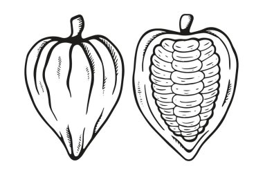 Vektör çizgisi çizilmiş kakao çekirdeği. Geçmişe dönük sağlıklı besin örnekleri. Çikolata yiyecekler. Broşürler, afişler, restoran menüsü ve pazar için kakao simgesi