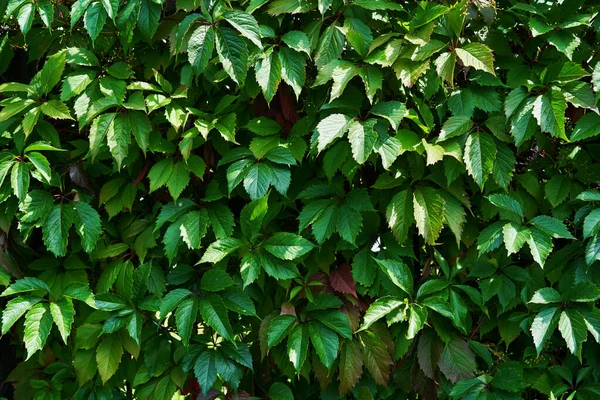 Omheining begroeid met groene bladeren in de tuin. — Stockfoto