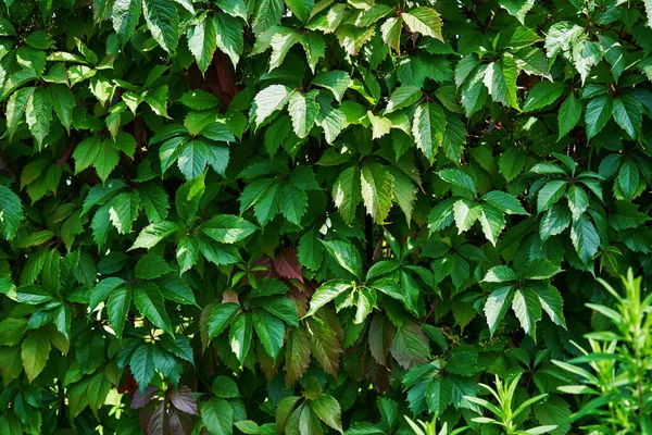 Clôture recouverte de feuilles vertes dans le jardin. — Photo
