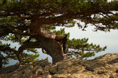 Şehrin, plajın ve Karadeniz 'in manzarasına tepeden bakan çam tepesi. Ai-petri, Kırım