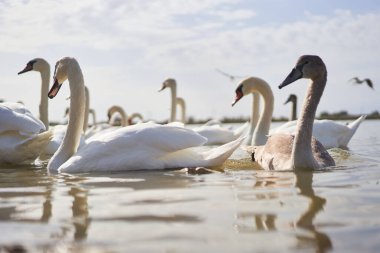 Gölde yüzen güzel beyaz kuğu sürüsü.