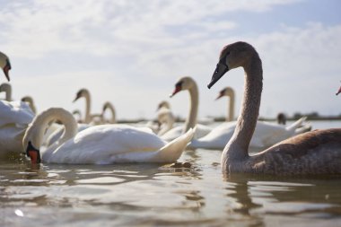 Gölde yüzen güzel beyaz kuğu sürüsü.