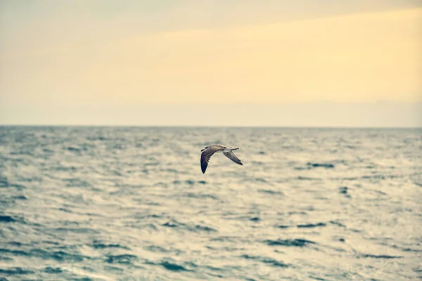 カモメは海の上を飛ぶ。美しい自然景観 — ストック写真
